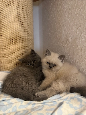 Bkh Kitten