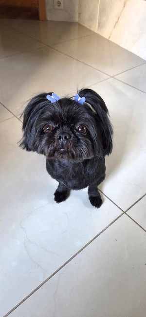 Wunderschöne Shih-tzu Welpen