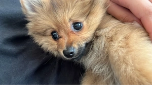 Pomeranian Zwergspitz Welpen