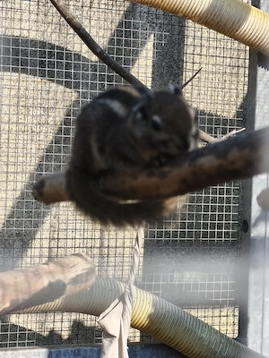 chinesische Baumstreifenhörnchen 