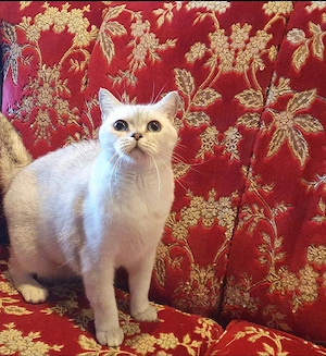Britisch Kurzhaar Katze BKH