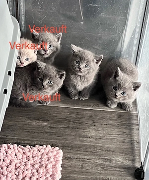 Reinrassige BKH 