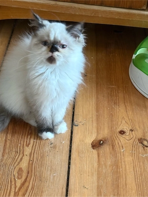 ragdol katze 