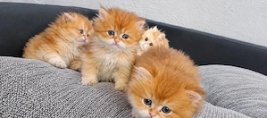 Golden shaded kitten 
