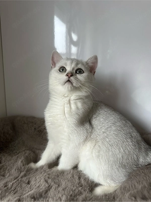BKH Kater abgabebereit