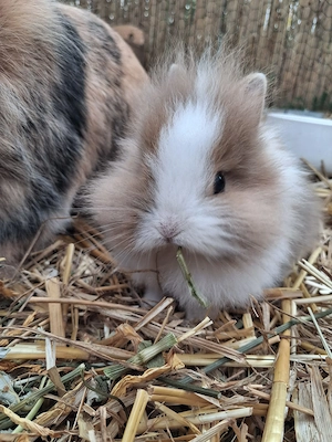 Süßes Zwergkaninchen-Männlein