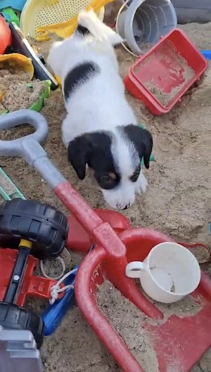 Charmante Jack Russel Terrier-Dackel-Malteser Mix Welpen 