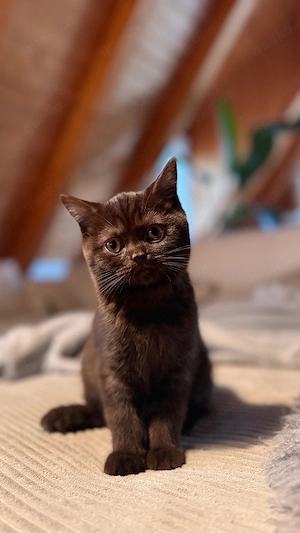 Reinrassiger Britisch-Kurzhaar-Kater in Schokobraun sucht ein liebevolles Zuhause