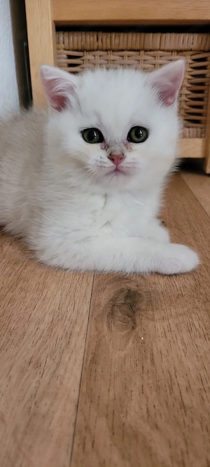 Katzenfamilie abzugeben