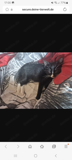 Angstkatze sucht ein ruhiges zuhause