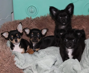      Zuckersüße Chihuahua Welpen suchen ihre Herzensmenschen     