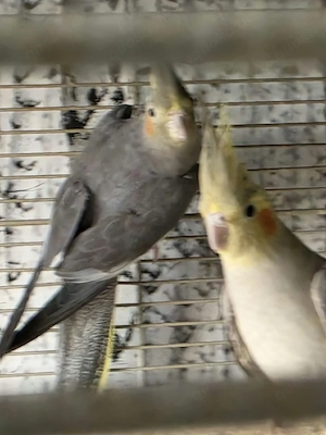 2 Nympfensittiche Sittiche Vögel Vogel  