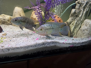 Achtbindenbuntbarsche Barsch Jack Dempsey