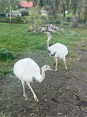 Weißes Nandupärchen