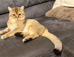 Britische Katze