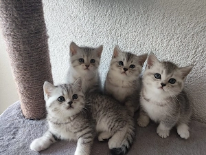 BKH Kitten Kätzchen 