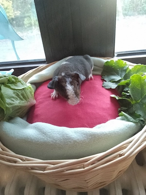 Skinny Pig Meerschweinchen