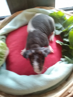 Skinny Pig Meerschweinchen