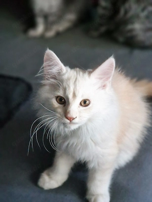 Maine Conn Kitten 