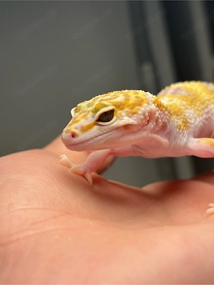 Leopardengecko 0.1 WY Mack Snow Tremper Albino 