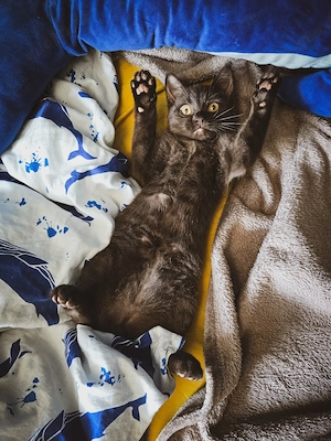 zwei wundervolle katzen