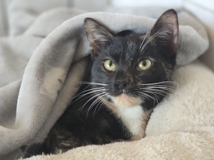 wundervolle katze sucht ein zu hause
