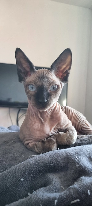 Canadian-Sphynx-Kitte, sofort abgabebereit