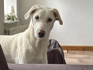 Desdemona sucht ihr Zuhause