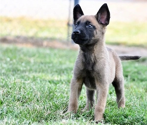 Wunderschöne Belgische Schäferhund (Malinois) Welpen   Treue Begleiter mit viel Potenzial