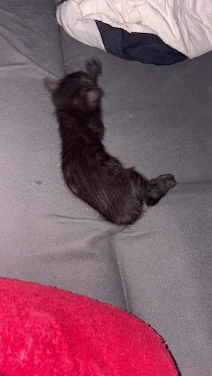 Katzenbabys kitten suchen liebe vollen Dosenöffner 