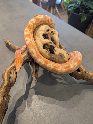 Kornnatter Scaleless Reverse Okeetee 0.1 Weibchen adult (Pantherophis guttatus)