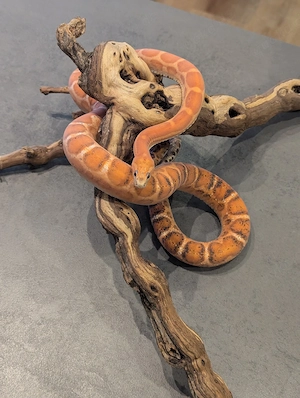 Kornnatter Scaleless Classic 1.0 Männchen adult (Pantherophis guttatus)