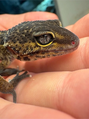 Leopardengecko 0.1 Black Night Mack Snow het Eclipse 