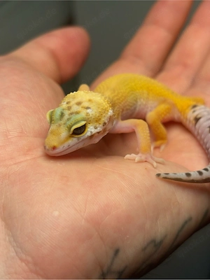 Leopardengecko  0.1 WY Tangerine het TA 