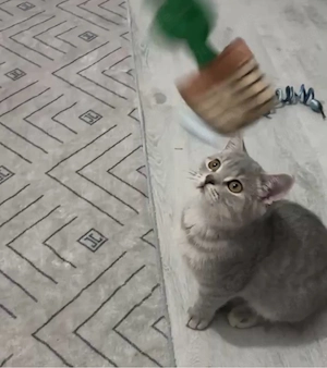 britisch kurzhaar tabby bkh
