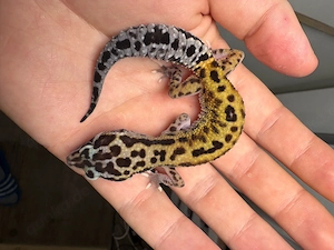 Leopardengecko Jungtiere 