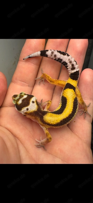 Leopardengecko Nachzuchten  