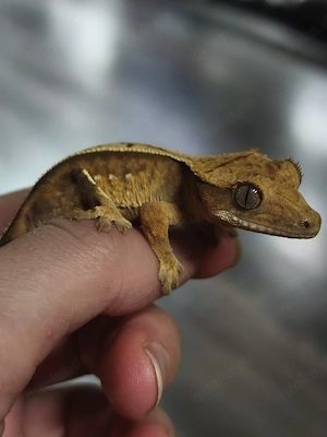 Kronengecko Jungtier poss. 1.0 PV Correlophus Ciliatus 