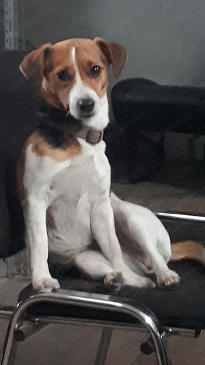 Jack Russel Terrier Tricolor mix Welpen 