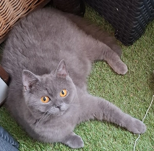 BKH katze sucht eine liebevolles Zuhause. 