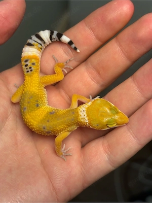 Leopardengecko 0.1 Blood Tangerine het TA