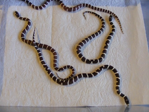 Kettennatter, Schlangen, Nattern, Königsnatter