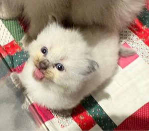 Ragdoll Katzenbabys