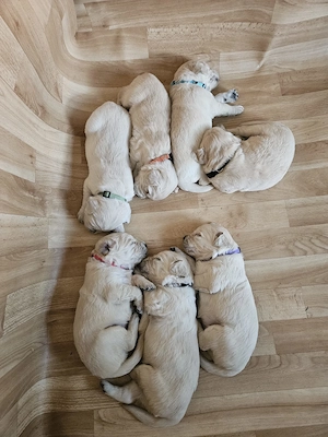 Liebevolle Golden-Retriever-Welpen suchen ihr Für immer Zuhause
