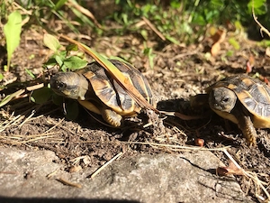 Griechische Landschildkröten NZ 2026