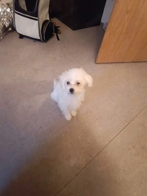 5 Monate bichon frise sucht ein liebesvolles zu Hause