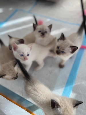 Siam Blue point Kitten