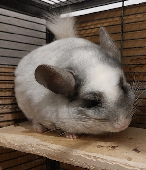 drei Chinchilla Mädels 