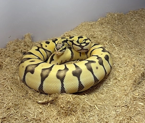 1.0 Orange Dream Super Pastel Deser Ghost 50%het Clown 