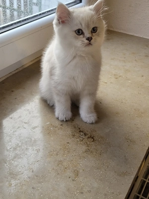 Zuckersüße Perser  BKH Kitten mit blauen Augen